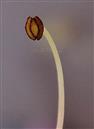  Large stamen